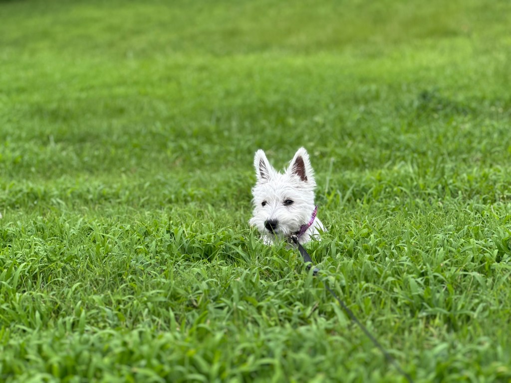 My dog, Lulu, hiding in the tall grass.