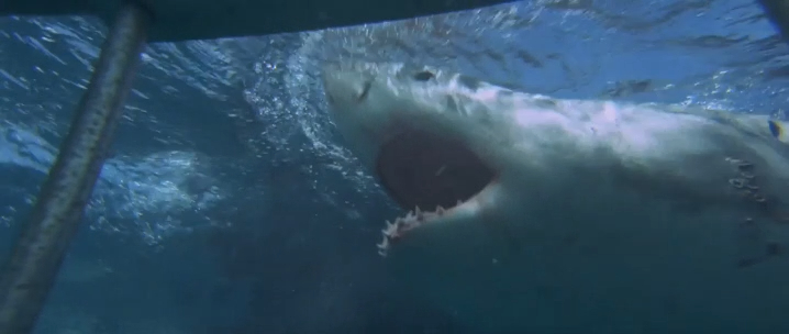 Still from the 1971 documentary "Blue Water, White Death"