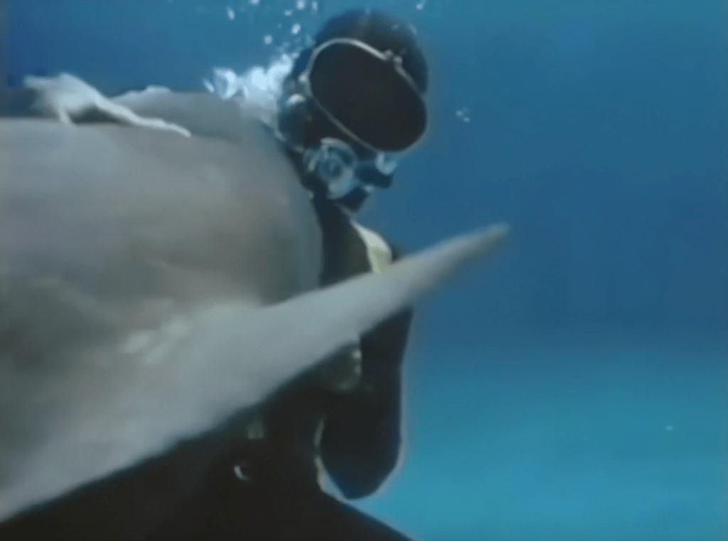 Scuba diver tangling with a shark in "Shark!" (1969)